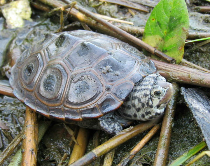 Diamondback Terrapin